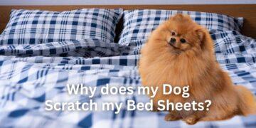 Why does my Dog Scratch my Bed Sheets?