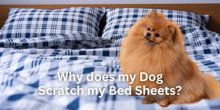 Why does my Dog Scratch my Bed Sheets?