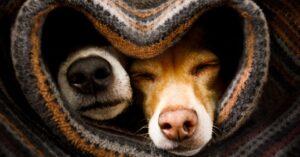 Why does my Dog Sleep Under my Bed?