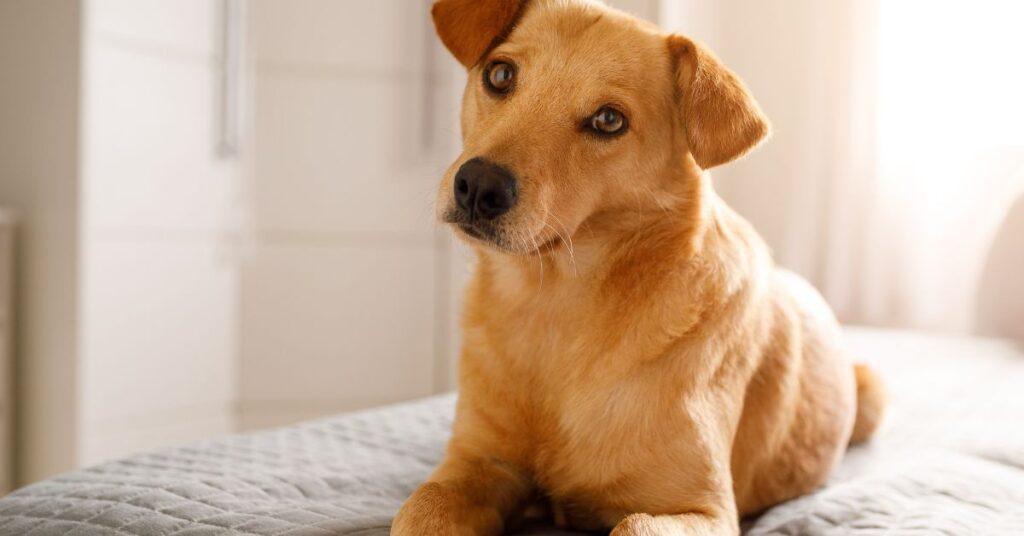 Why does my Dog Sleep Under my Bed?