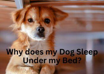 Why does my Dog Sleep Under my Bed?