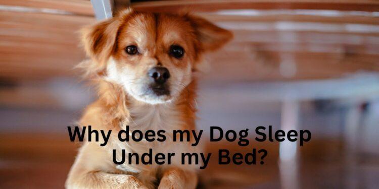 Why does my Dog Sleep Under my Bed?