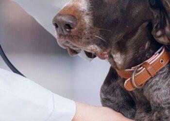 Can I give my Dog a Lower Dose of Heartgard?