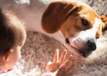 Can my Dog Jump on the Couch after Heartworm Treatment?