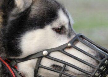 Can you Sue for a Minor Dog Bite?