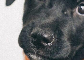 Top 3 Reflectors for Dog Collars for Low Budget DIY Ideas