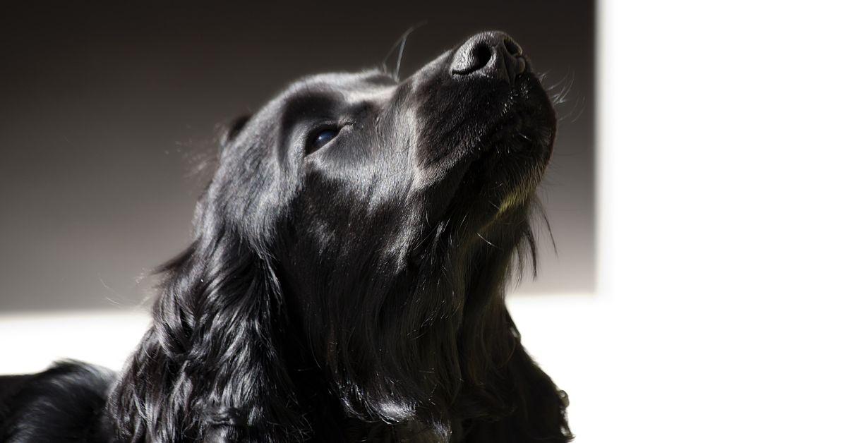 Adopting a Blue Roan Spaniel? - Six Essential Information to know