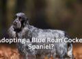 Adopting a Blue Roan Spaniel? - Six Essential Information to know