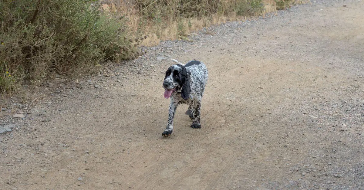 Adopting a Blue Roan Spaniel? - Six Essential Information to know
