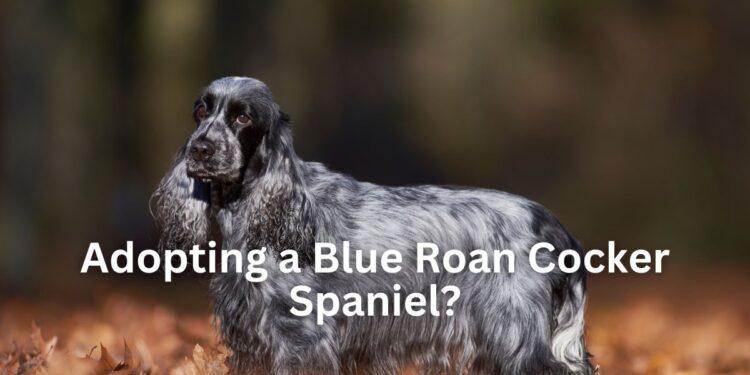 Adopting a Blue Roan Spaniel? - Six Essential Information to know