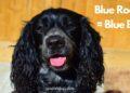 Blue Roan Spaniel