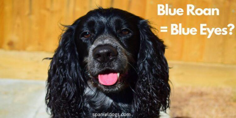 Blue Roan Spaniel