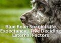 Blue Roan Spaniel Life Expectancy- Five Deciding External Factors