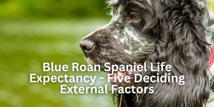 Blue Roan Spaniel Life Expectancy- Five Deciding External Factors