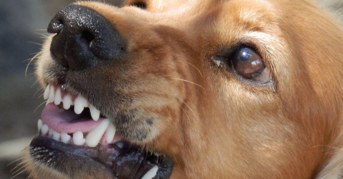 Can you go to Jail if your Dog Bites someone?