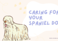 Caring for Your Spaniel Dog