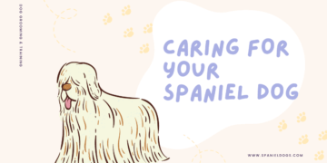 Caring for Your Spaniel Dog
