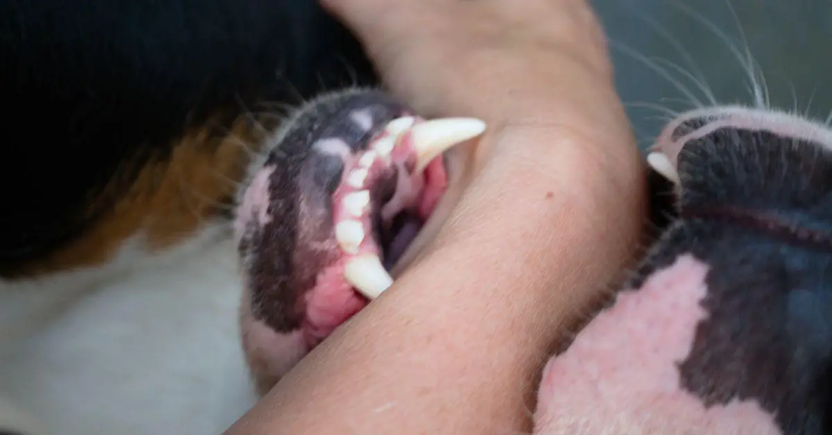 How long does it take for a Dog Bite Settlement?