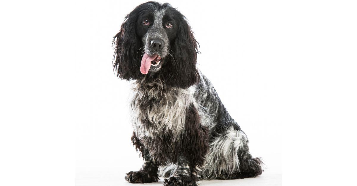 How much are Blue Roan Cocker Spaniels?