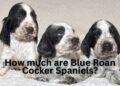 How much are Blue Roan Cocker Spaniels?