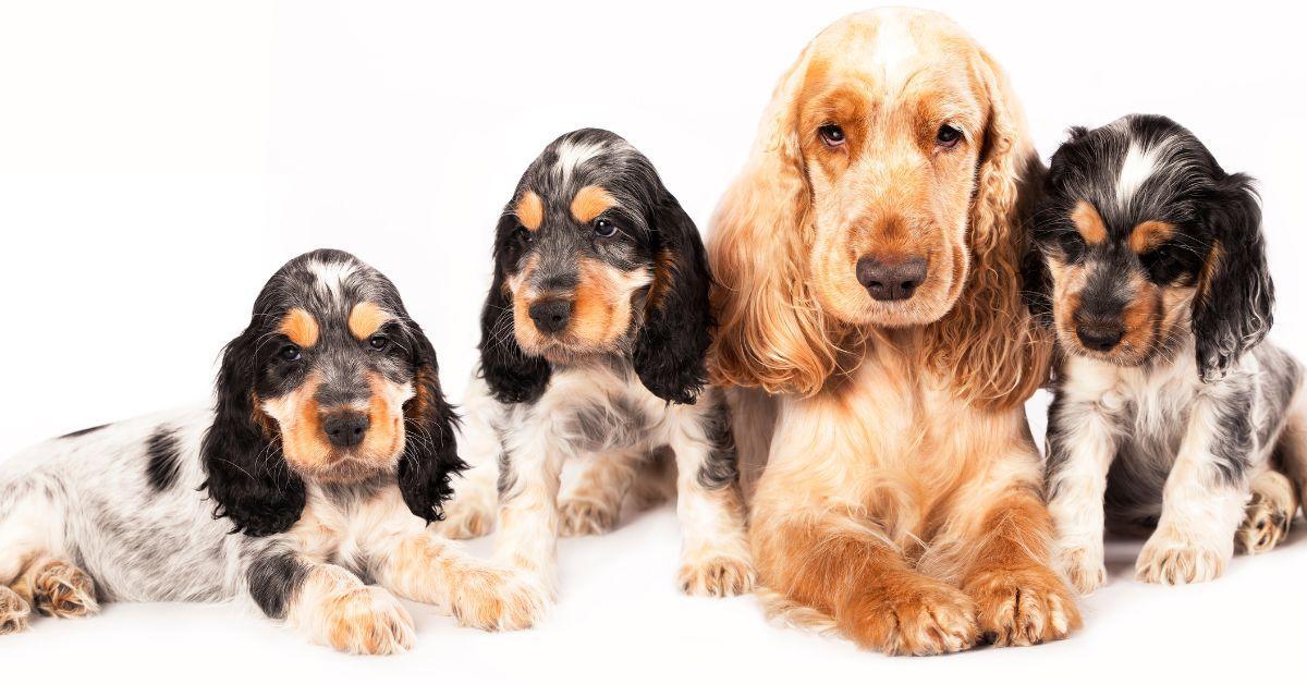 How much are Blue Roan Cocker Spaniels?