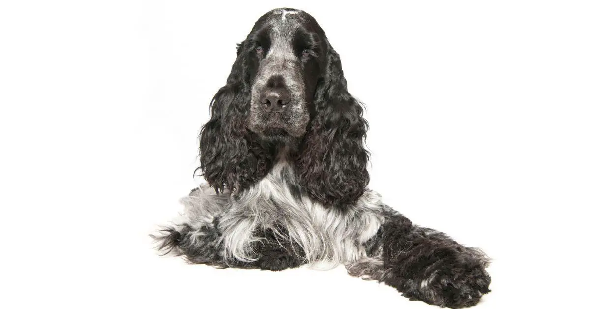How much are Blue Roan Cocker Spaniels?