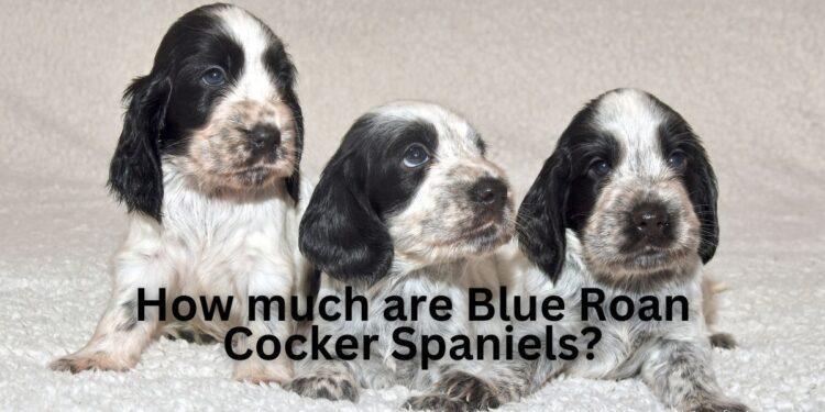 How much are Blue Roan Cocker Spaniels?