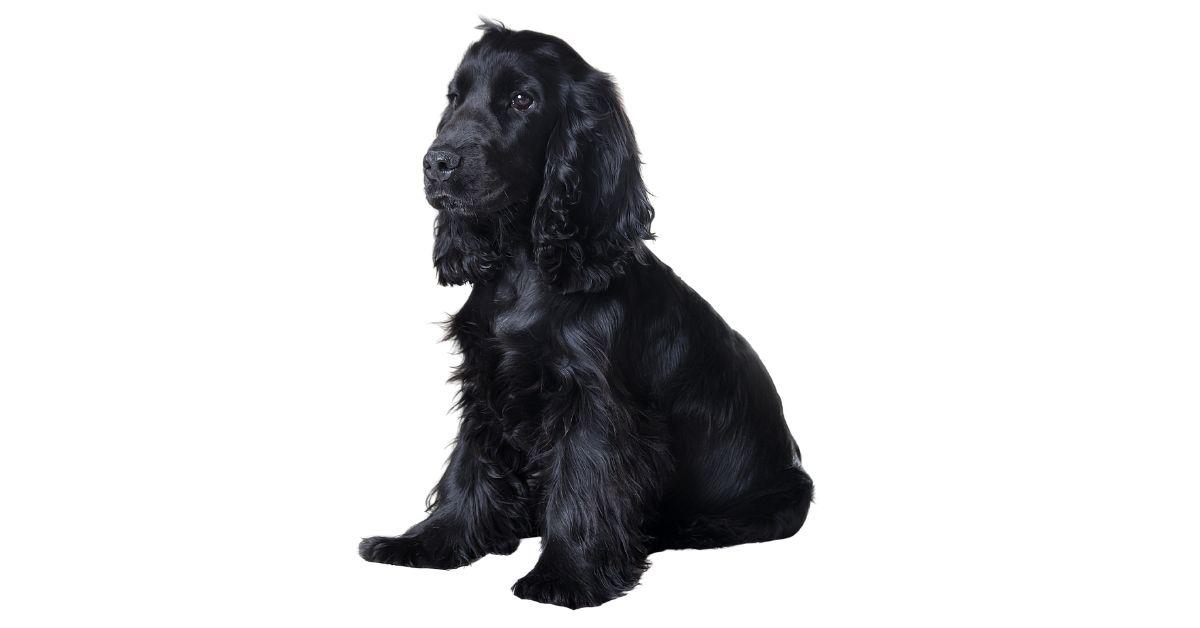 Managing a Blue Roan Cocker Spaniel’s Health Demands