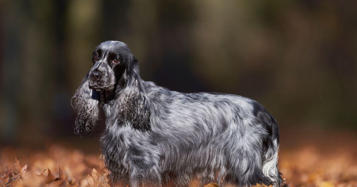 Managing a Blue Roan Cocker Spaniel’s Health Demands