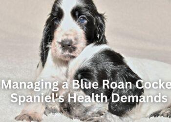 Managing a Blue Roan Cocker Spaniel’s Health Demands
