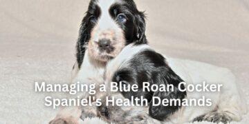Managing a Blue Roan Cocker Spaniel’s Health Demands