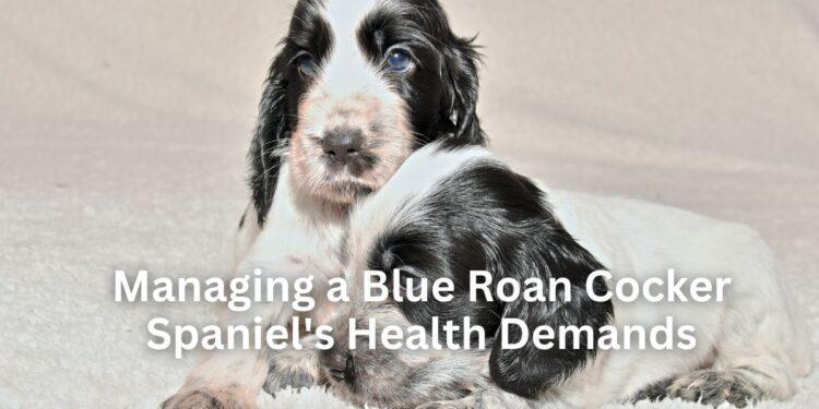 Managing a Blue Roan Cocker Spaniel’s Health Demands