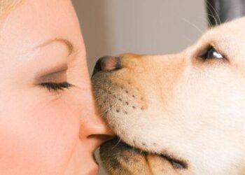 How long does it take for a Dog Bite Settlement?