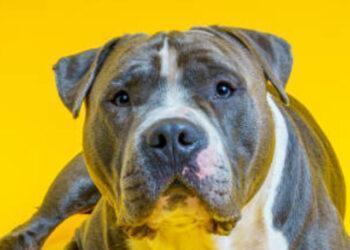 Blue Staffies- Facts, Cost, Life Expectancy