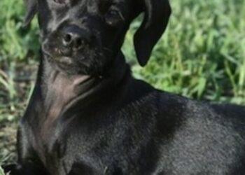 Cocker Spaniel Chihuahua Mix- Breed Info & Pics