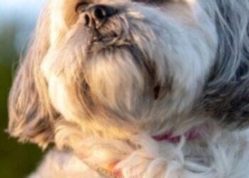 cock-a-tzu