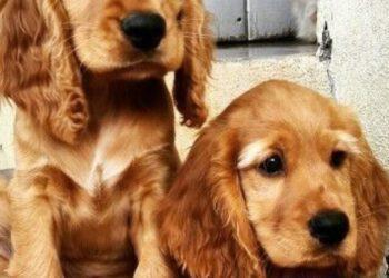Golden Cocker Retriever- A Good Apartment Dog?