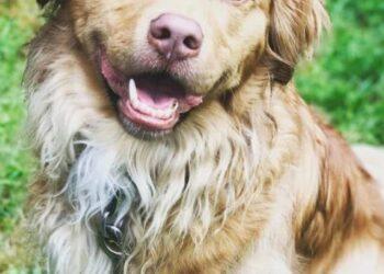 Pitbull Cocker Spaniel Mix: 7 Rarely Known Facts