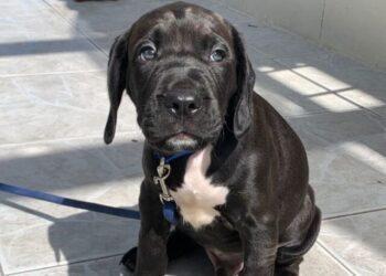 Pitbull Cocker Spaniel Mix: 7 Rarely Known Facts