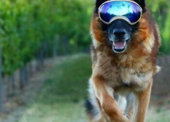 What are Rex Specs for Dogs?