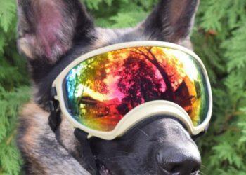 What are Rex Specs for Dogs?