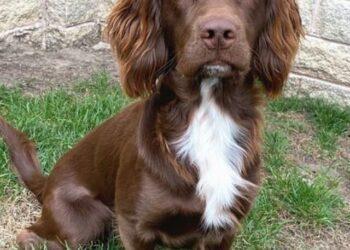 Sprocker Spaniel- Facts, Temperament, Life Expectancy