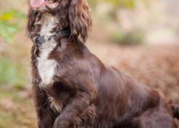 Sprocker Spaniel- Facts, Temperament, Life Expectancy