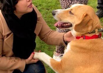 Afghan Refugee Reunites with Pet Dog After One Year