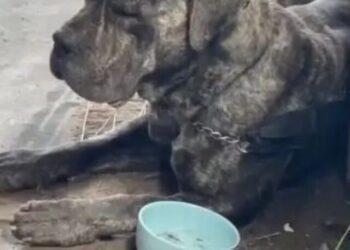 Toddler Mauled by Family Dog: Global News