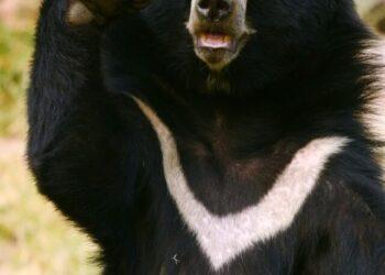Rare Asiatic Bear