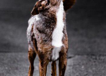 ukrain dog