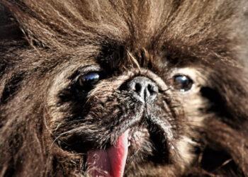 Ugly dog competitions