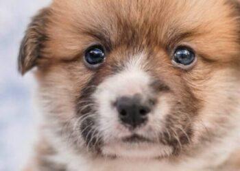 Cocker Spaniel Terrier Mix (Corkie)- Breed Details