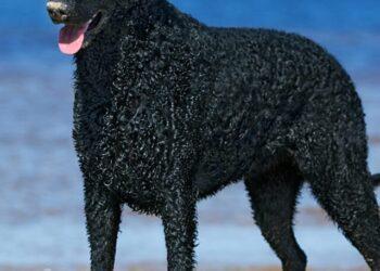 Top 10 Canine Breeds Ranking as Best to Worst Swimmers